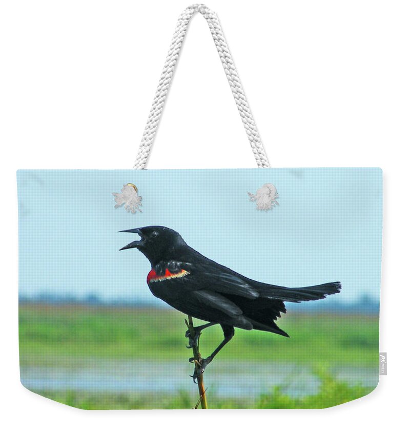 Red Wing Blackbird Weekender Tote Bag featuring the photograph Bye Bye Blackbird by Lizi Beard-Ward