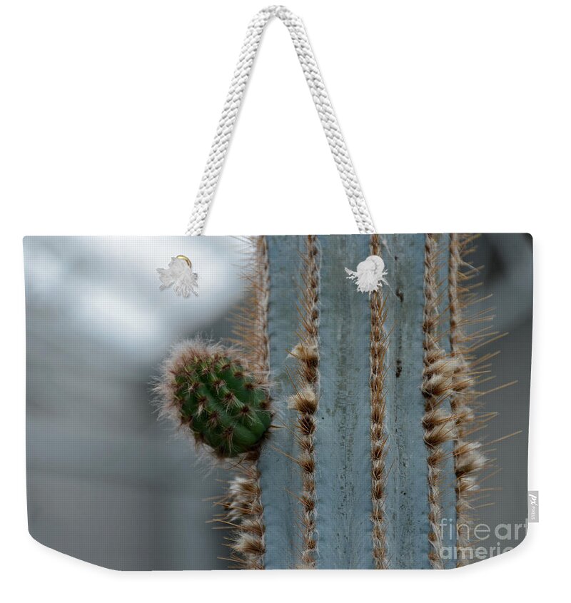 Cactus Weekender Tote Bag featuring the photograph Cactus 17 by Cassie Marie Photography