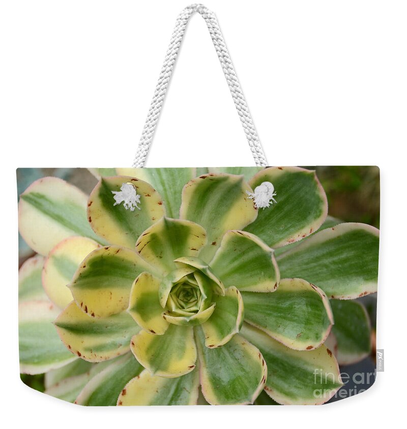 Cactus Weekender Tote Bag featuring the photograph Cactus 63 by Cassie Marie Photography