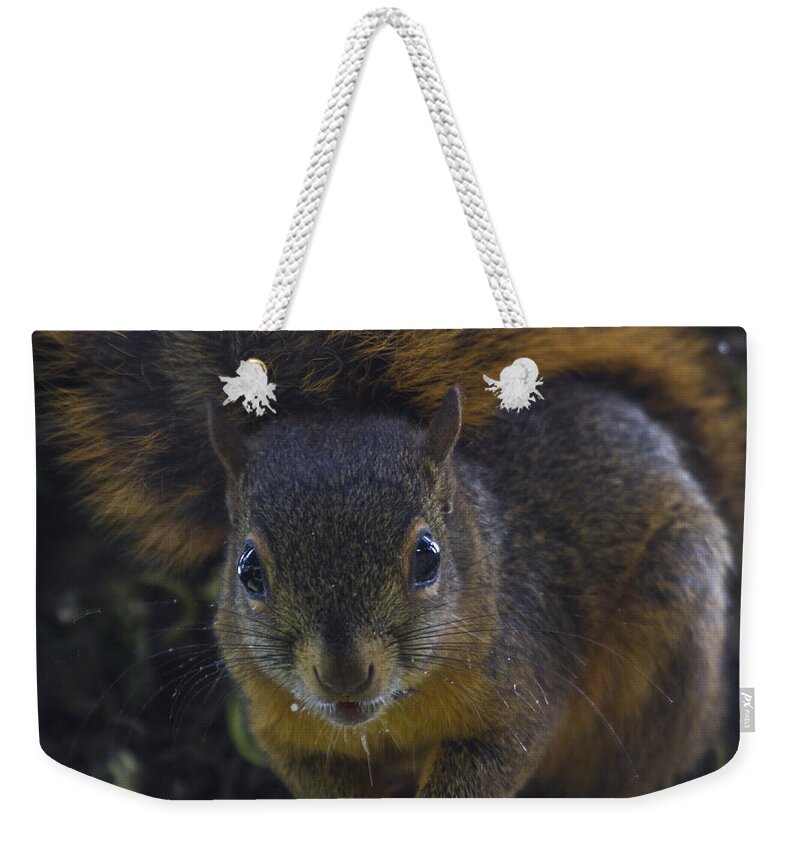 Squirrel Weekender Tote Bag featuring the photograph Can I eat the Camera by Heiko Koehrer-Wagner