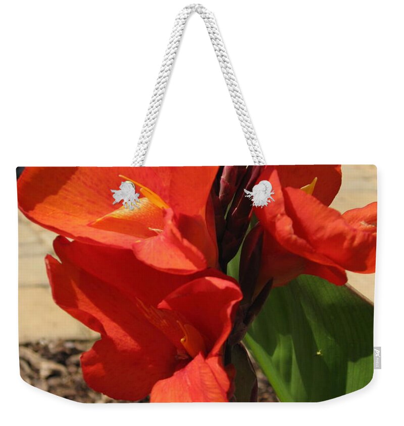 Canna Lilly Weekender Tote Bag featuring the photograph Cannas by Megan Cohen