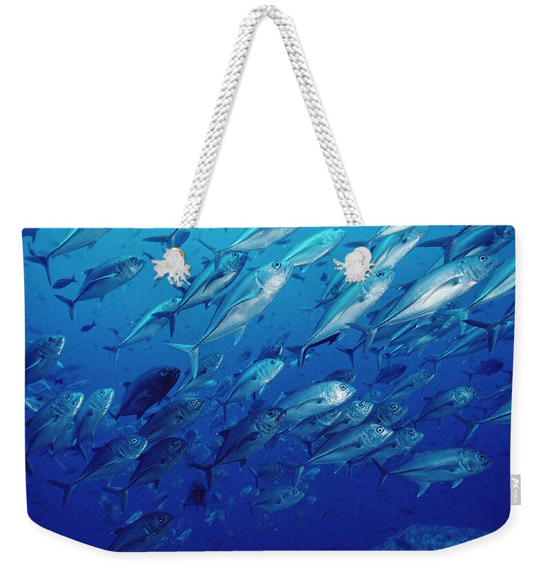 Mp Weekender Tote Bag featuring the photograph Cavalla Caranx Sp School Off Of Cocos by Flip Nicklin