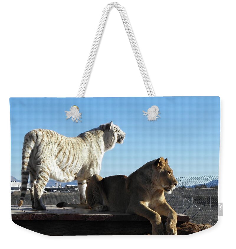 Lion Weekender Tote Bag featuring the photograph Chalet and Kumba by Kim Galluzzo Wozniak