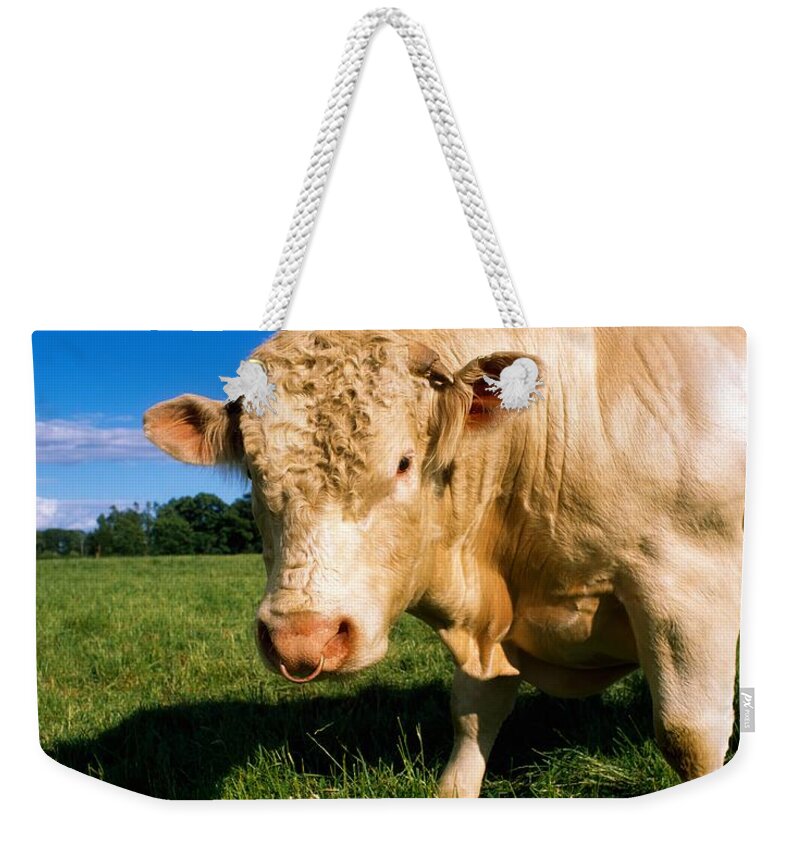 Bull Weekender Tote Bag featuring the photograph Charolais Bull, Ireland by The Irish Image Collection 