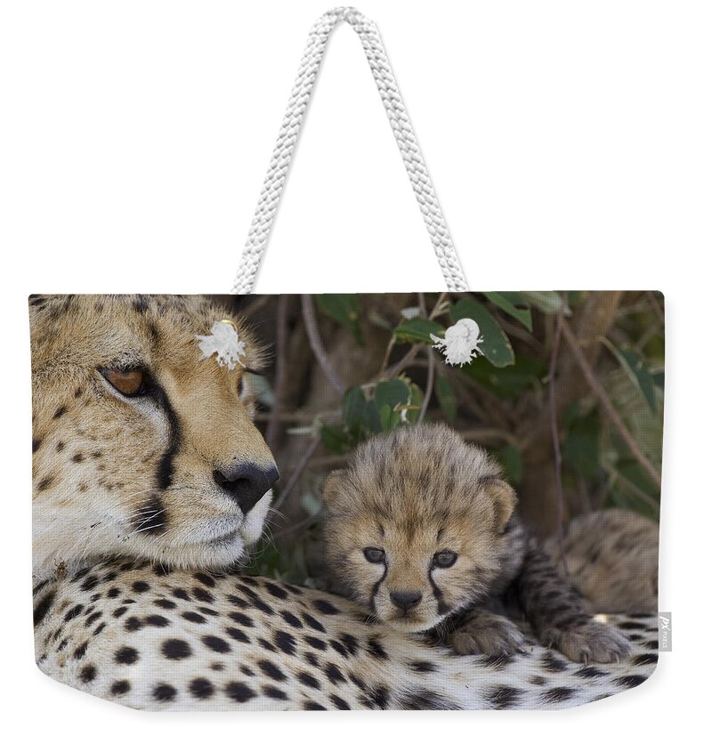 00761518 Weekender Tote Bag featuring the photograph Cheetah Mother And 7 Day Old Cub Maasai by Suzi Eszterhas