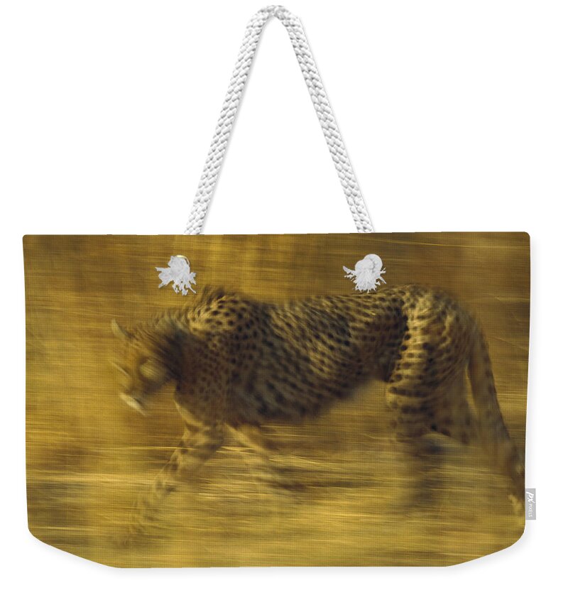 Mp Weekender Tote Bag featuring the photograph Cheetah Running Through Dry Grass by Tim Fitzharris