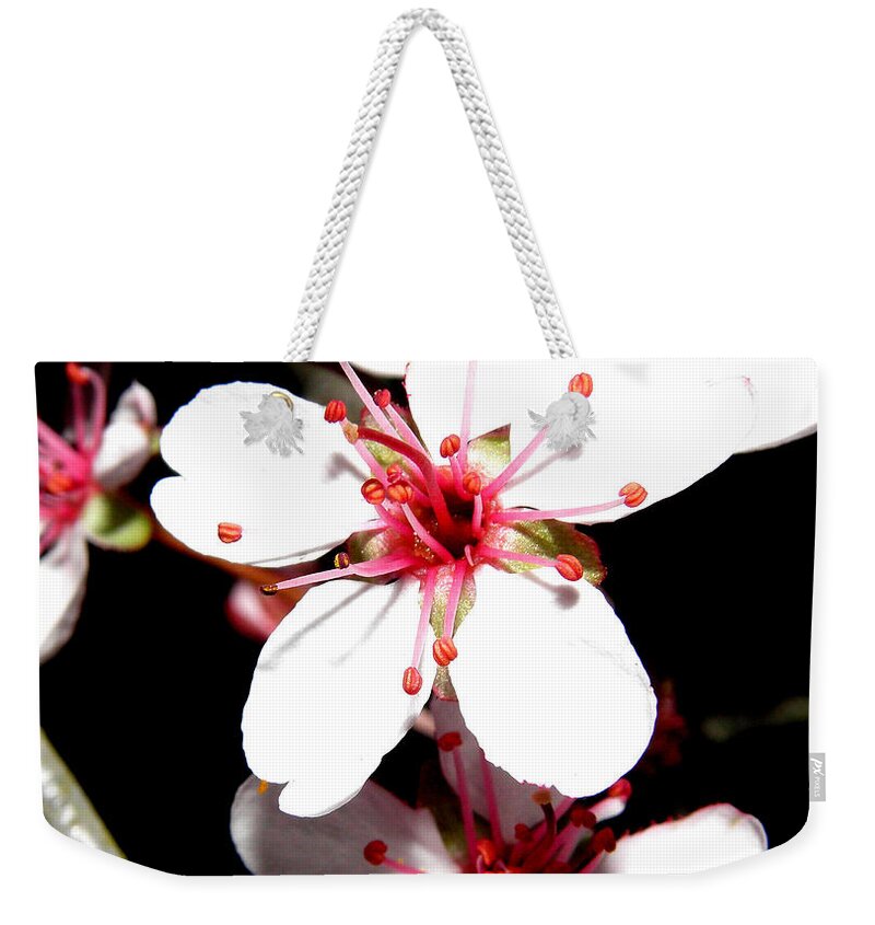Cherry Blossoms Weekender Tote Bag featuring the photograph Cherry Blooms At Night by Kim Galluzzo Wozniak