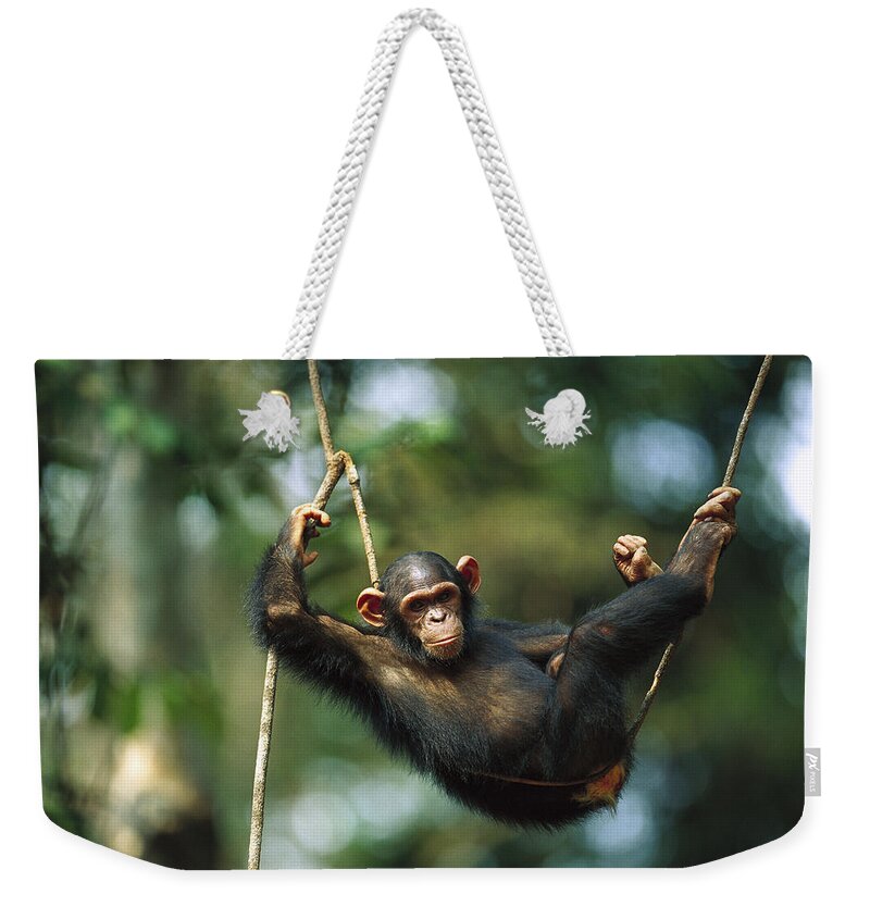 Mp Weekender Tote Bag featuring the photograph Chimpanzee Pan Troglodytes Resting by Cyril Ruoso