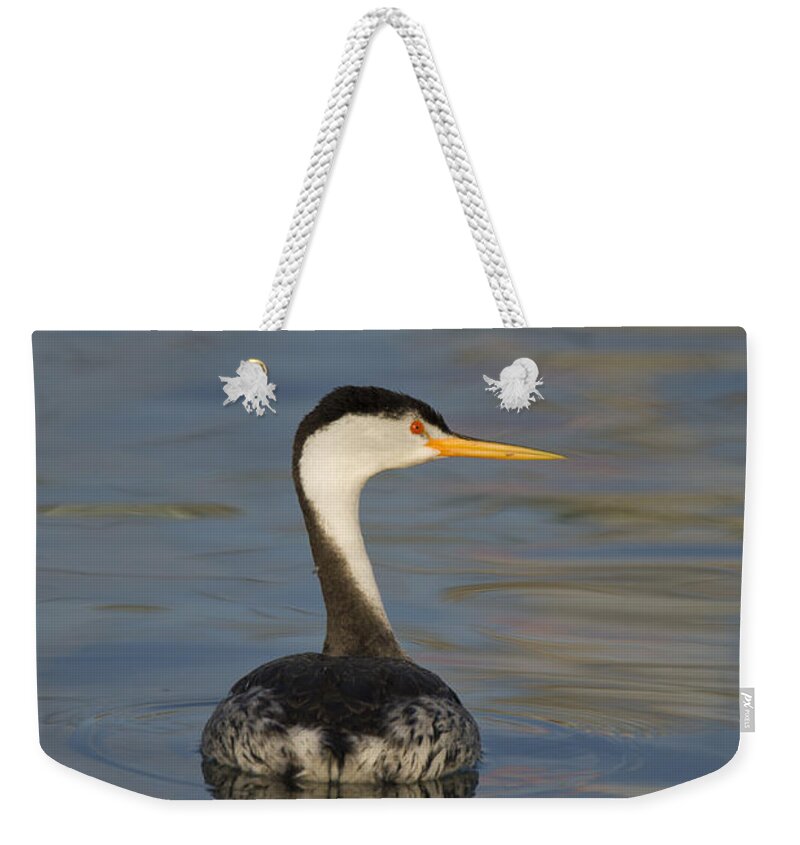 00450704 Weekender Tote Bag featuring the photograph Clarks Grebe Monterey Bay California by Suzi Eszterhas