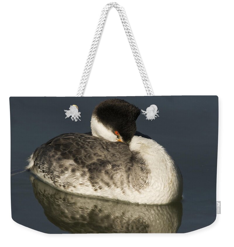 00429685 Weekender Tote Bag featuring the photograph Clarks Grebe Resting Elkhorn Slough by Sebastian Kennerknecht