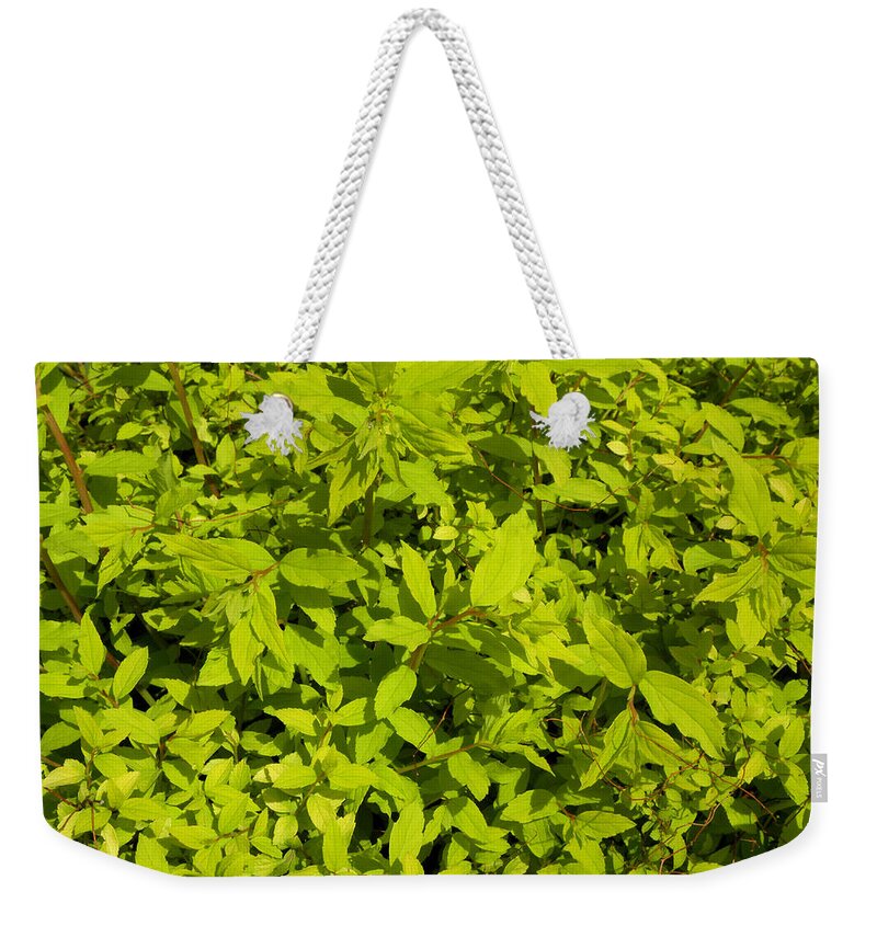 Light Green Weekender Tote Bag featuring the photograph Clusters Of Leaves by Kim Galluzzo Wozniak