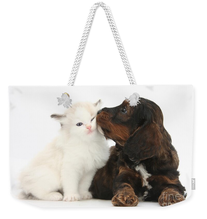 Animal Weekender Tote Bag featuring the photograph Cockapoo Pup And Ragdoll-cross Kitten by Mark Taylor
