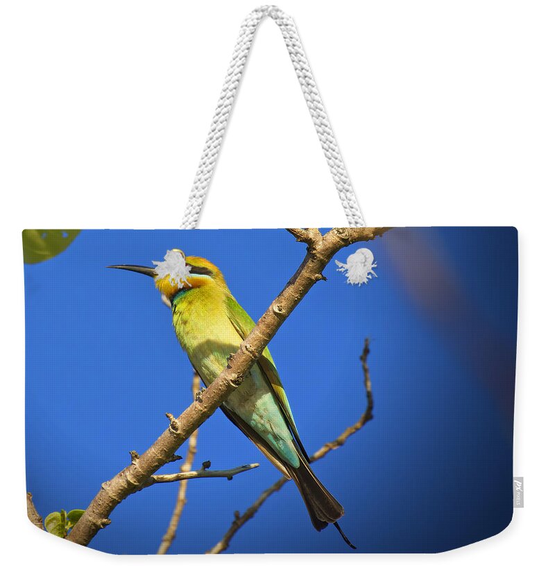 Rainbow Bee-eater Weekender Tote Bag featuring the photograph Colors of the Rainbow by Douglas Barnard