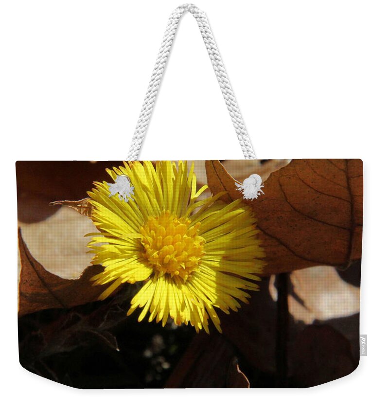 Coltsfoot Weekender Tote Bag featuring the photograph Coltsfoot by Doris Potter