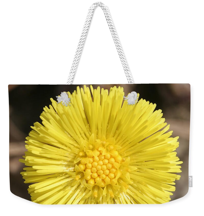 Herbal Medicine Weekender Tote Bag featuring the photograph Coltsfoot Flower by Ted Kinsman