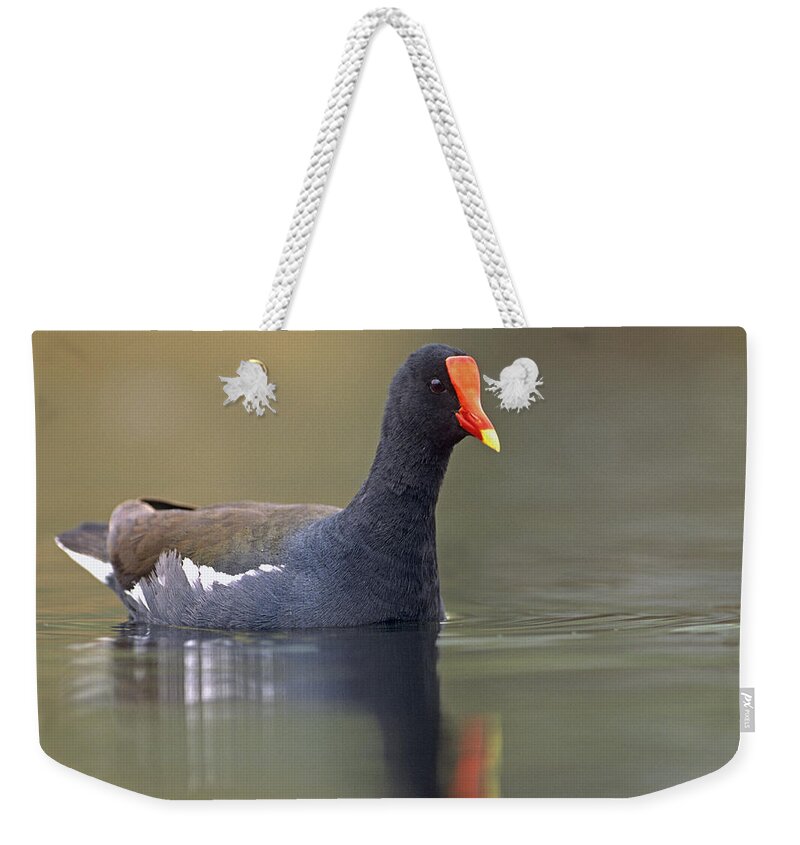 Mp Weekender Tote Bag featuring the photograph Common Moorhen Swimming North America by Tim Fitzharris