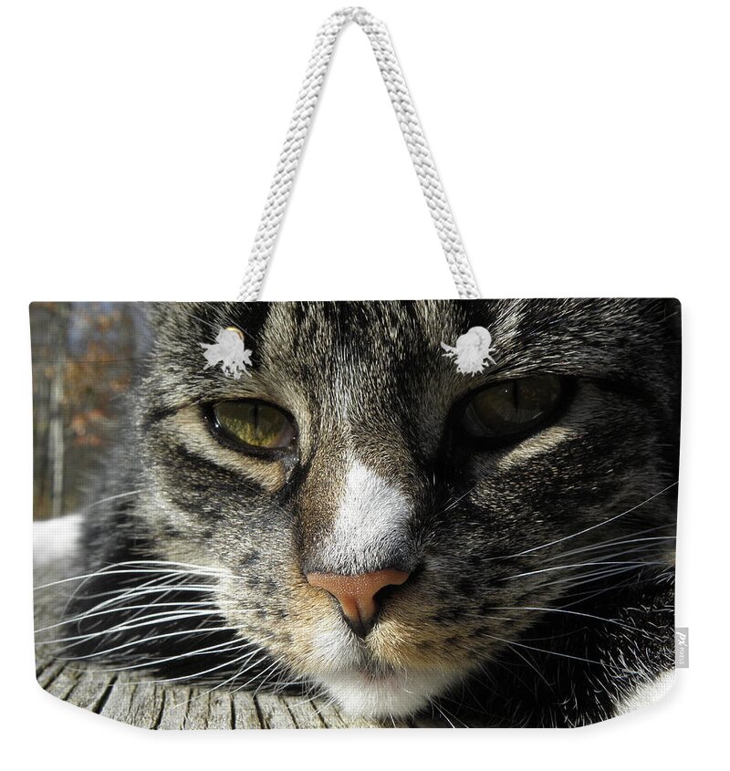 Feline Weekender Tote Bag featuring the photograph Content by Kim Galluzzo Wozniak