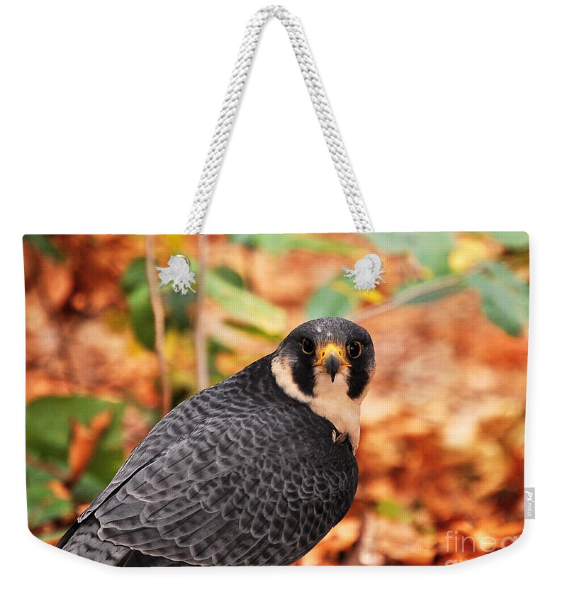 Wildlife Weekender Tote Bag featuring the photograph Coopers Hawk by Peggy Franz