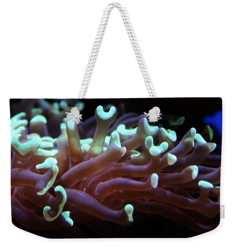 Coral Weekender Tote Bag featuring the photograph Coral 1 by Jennifer Bright Burr