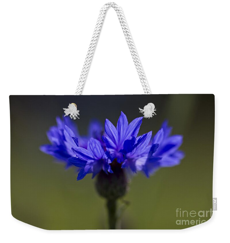 Cornflower Weekender Tote Bag featuring the photograph Cornflower Blue by Clare Bambers