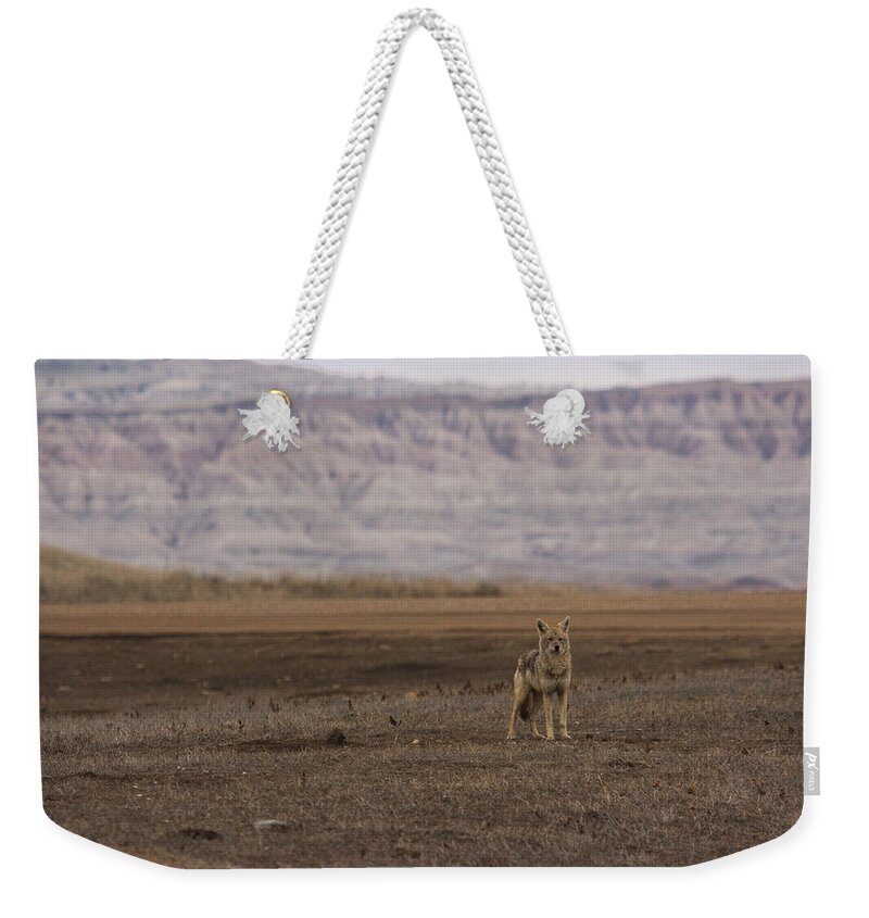 Coyote Weekender Tote Bag featuring the photograph Coyote Badlands National Park by Benjamin Dahl