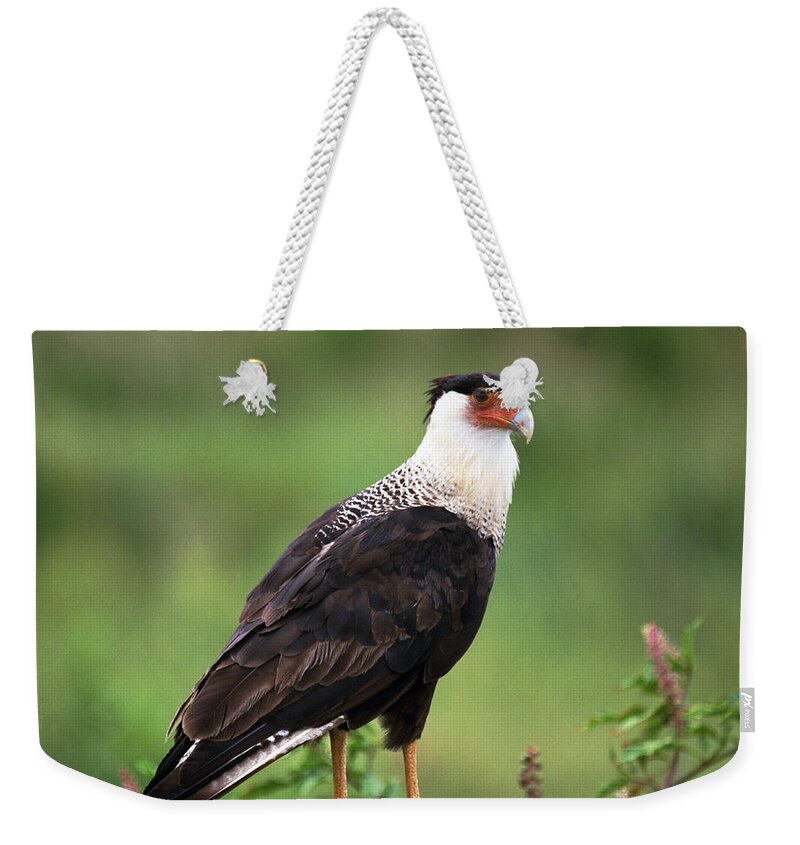 Caracara Weekender Tote Bag featuring the photograph Crested Caracara by Bradford Martin