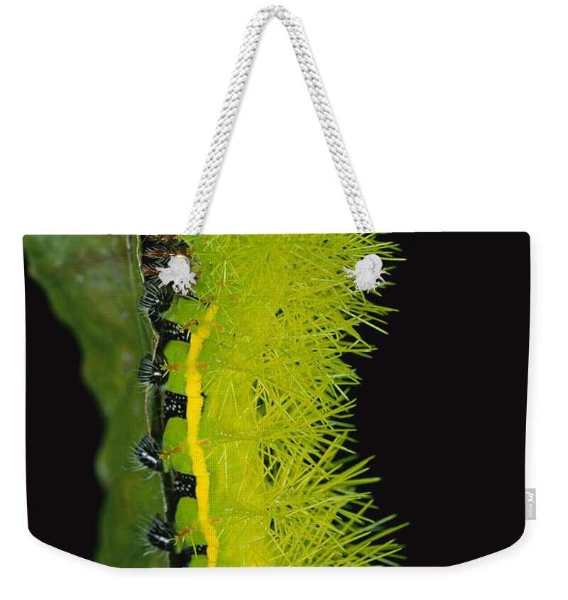 Mp Weekender Tote Bag featuring the photograph Cup Moth Limacodidae Caterpillar by Christian Ziegler