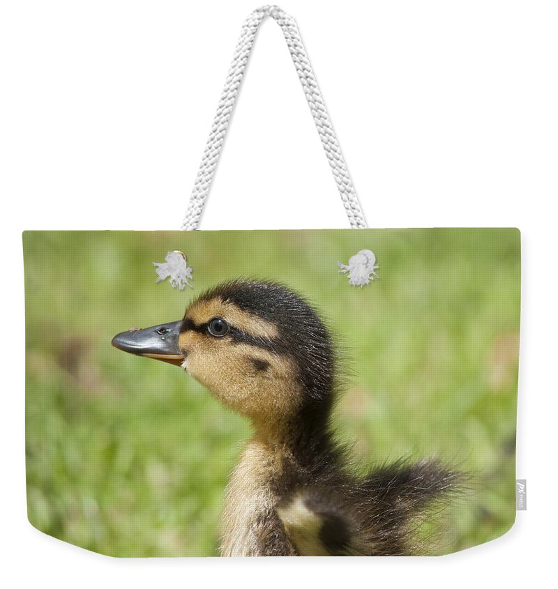 Anas Weekender Tote Bag featuring the photograph Cute little duckling by Andrew Michael