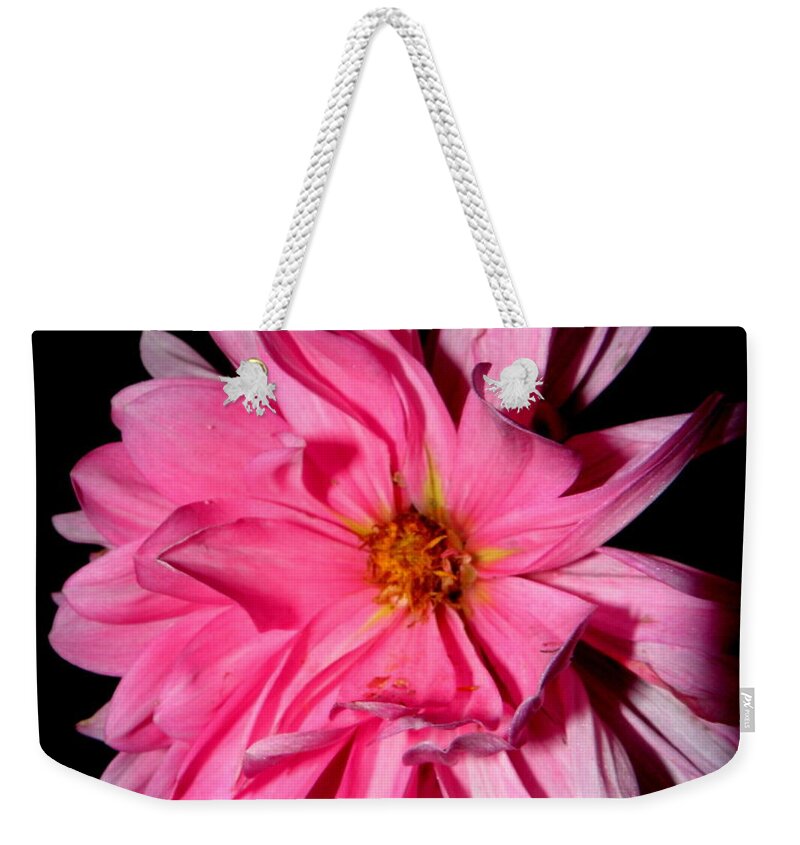 Dahlia Weekender Tote Bag featuring the photograph Dahlia dressed in pink by Kim Galluzzo