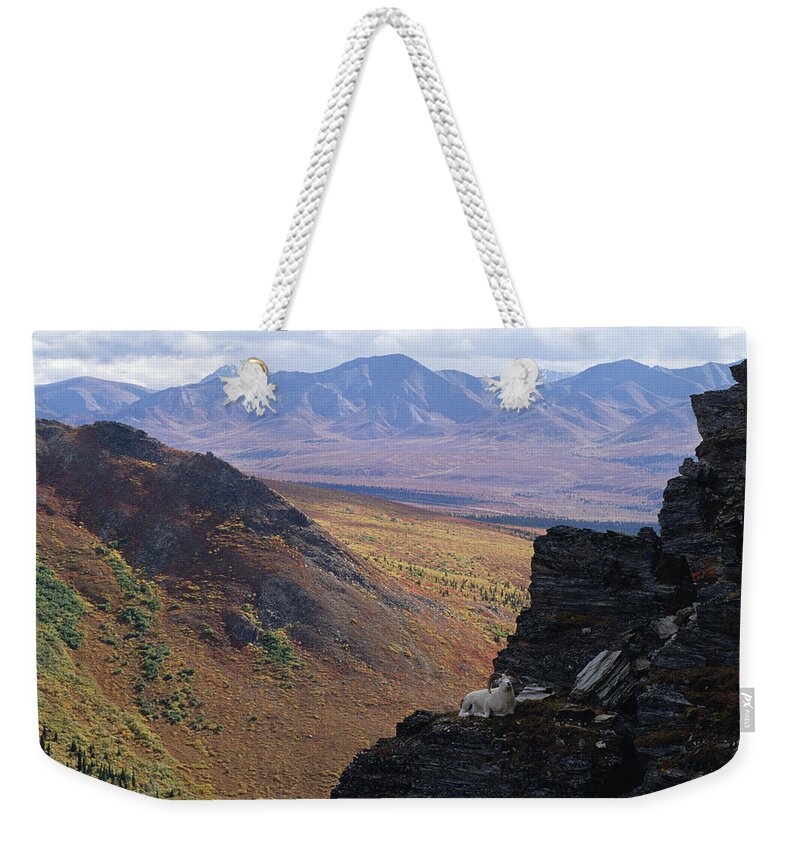 Mp Weekender Tote Bag featuring the photograph Dalls Sheep Ovis Dalli Ram Bedded by Michael Quinton