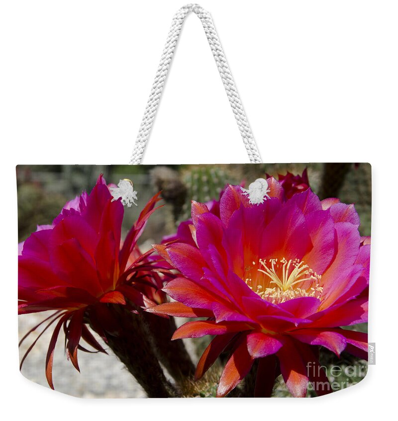 Red Weekender Tote Bag featuring the photograph Dark pink cactus flowers by Jim And Emily Bush
