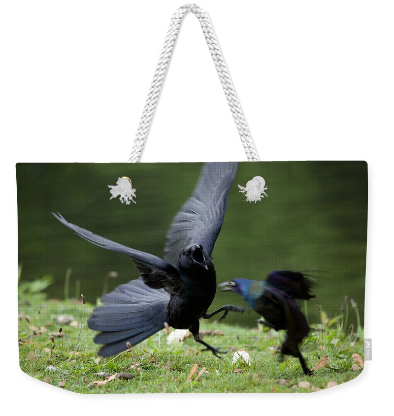 Bird Weekender Tote Bag featuring the photograph Davey and Goliath by Karol Livote