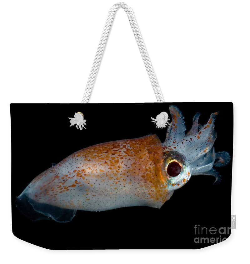 Walvisteuthis Weekender Tote Bag featuring the photograph Deep Sea Squid by Dante Fenolio