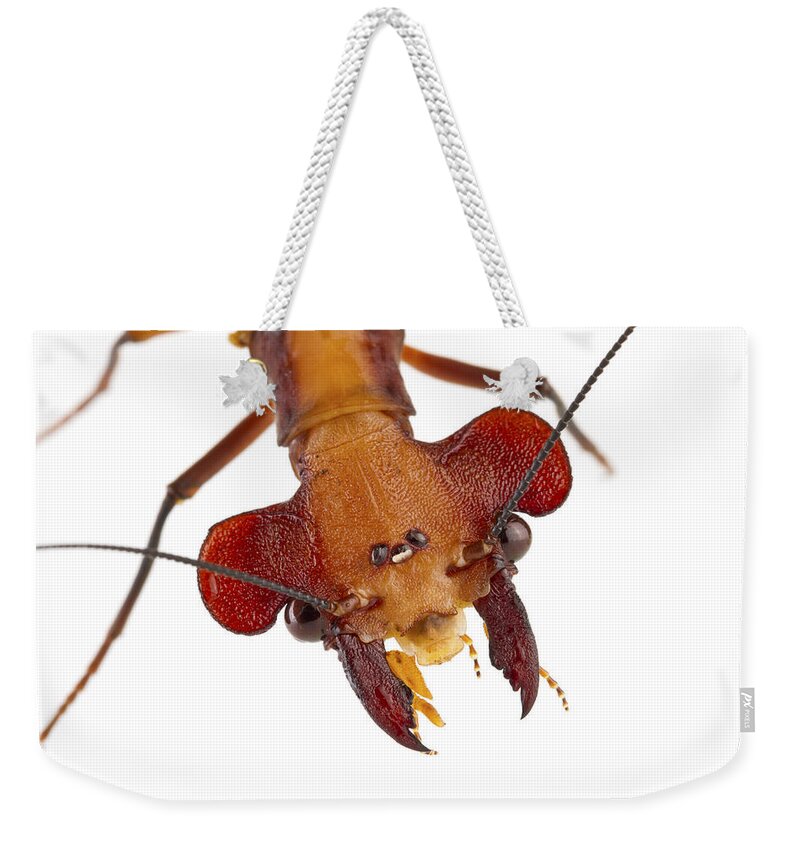 00478911 Weekender Tote Bag featuring the photograph Dobsonfly Tapanti Np Costa Rica by Piotr Naskrecki