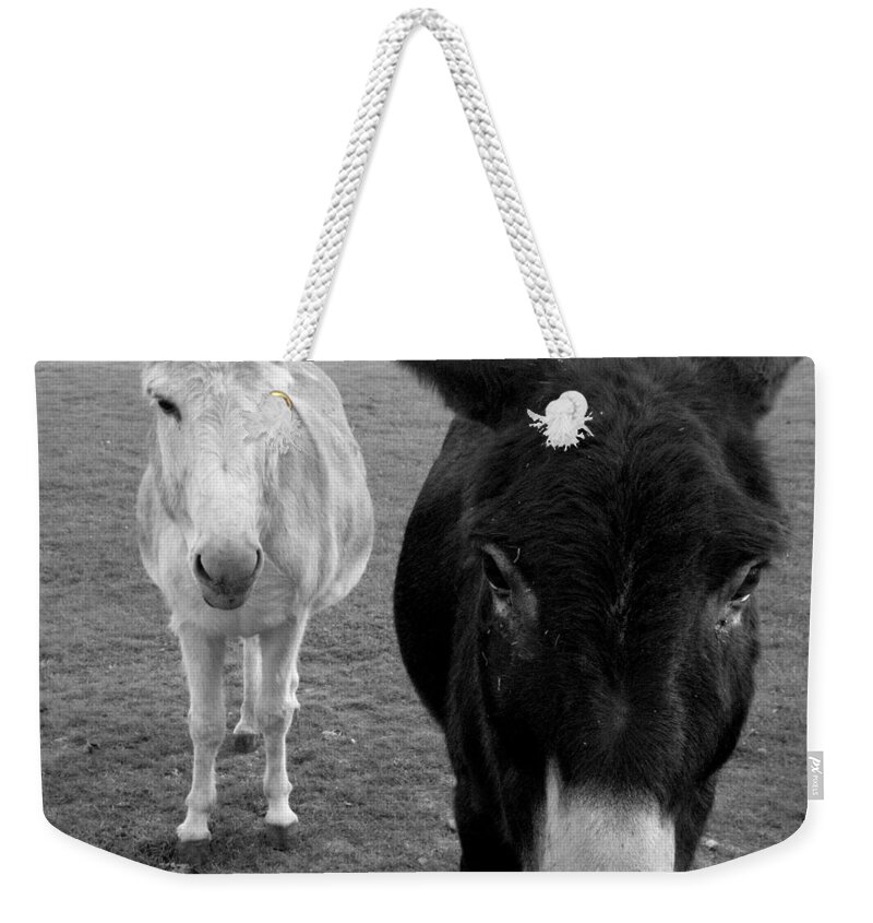 Donkeys Weekender Tote Bag featuring the photograph Donks by Kim Galluzzo Wozniak