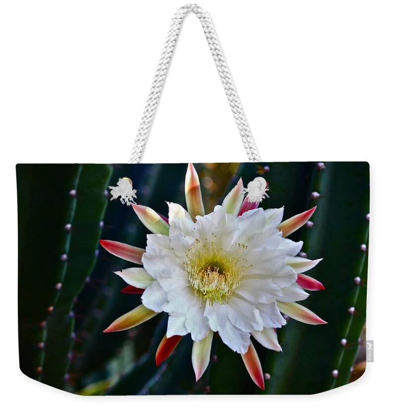 Cactus Weekender Tote Bag featuring the photograph Doris' Cactus One by Diana Hatcher