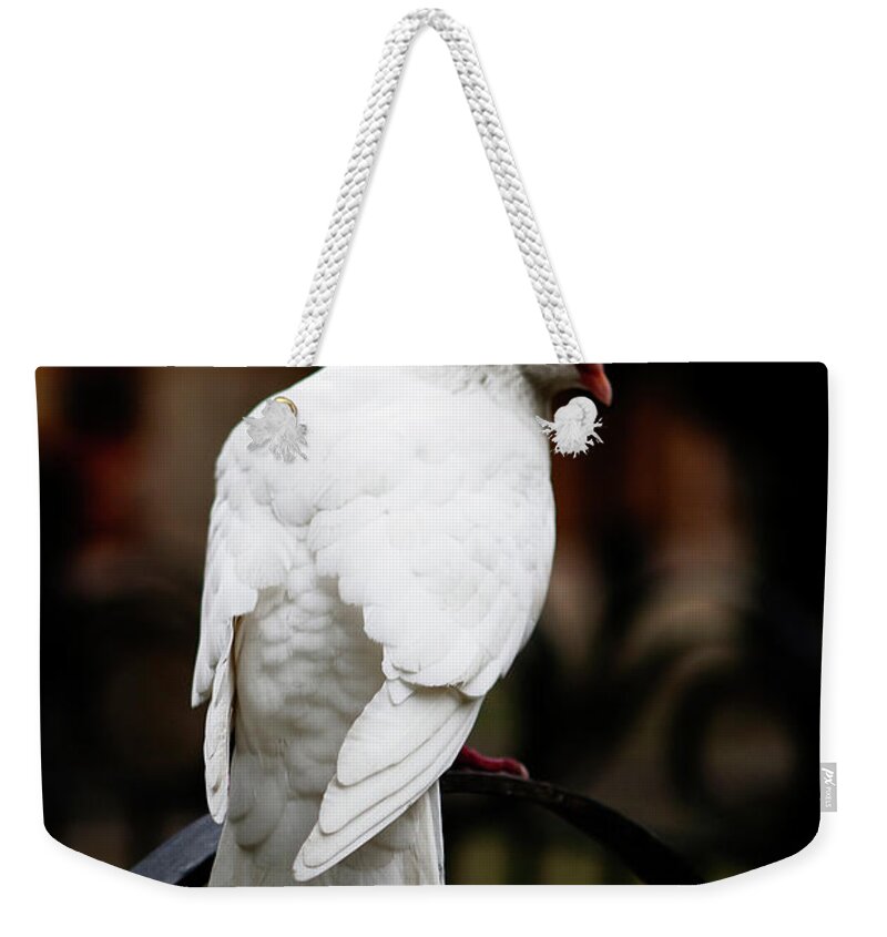 White Bird Weekender Tote Bag featuring the photograph Dove in Repose by Lorraine Devon Wilke