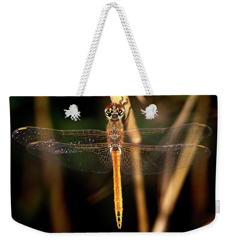 Dragonfly Weekender Tote Bag featuring the photograph Dragon Fly 1 by Pedro Cardona Llambias