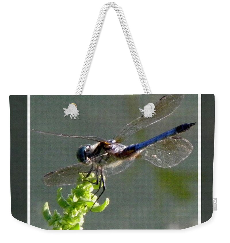 Blue Weekender Tote Bag featuring the photograph Dragon fly by Kim Galluzzo Wozniak