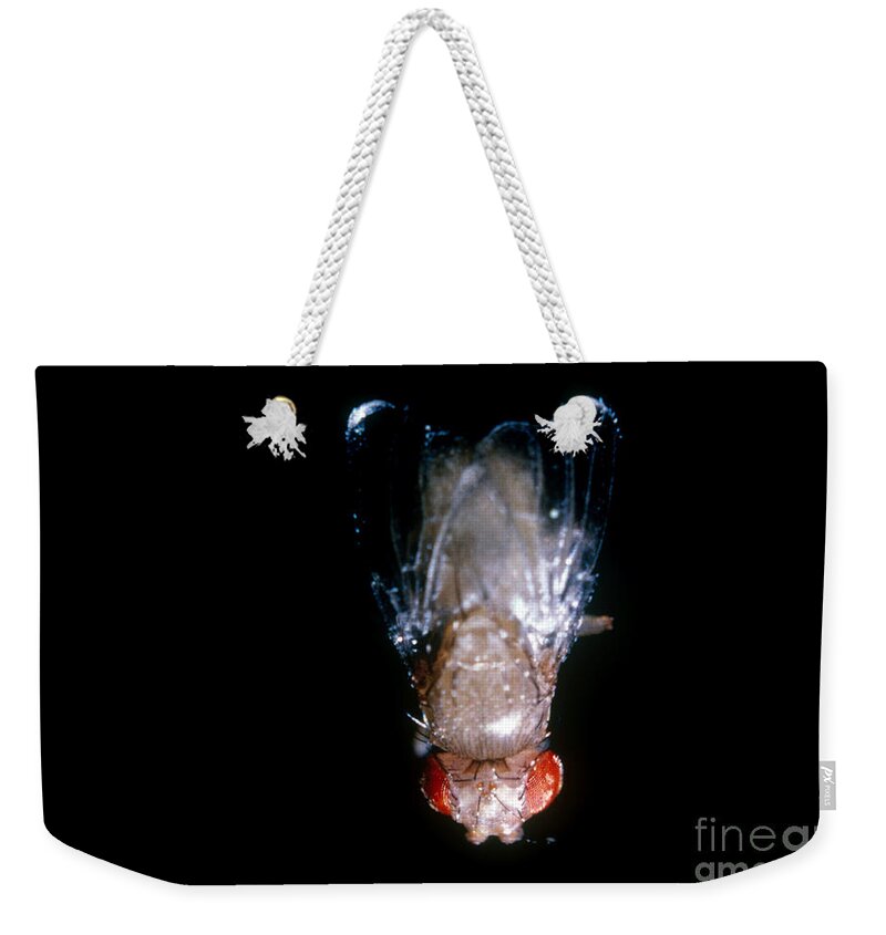 Macro Photo Weekender Tote Bag featuring the photograph Dumpy Winged Drosophila by Science Source
