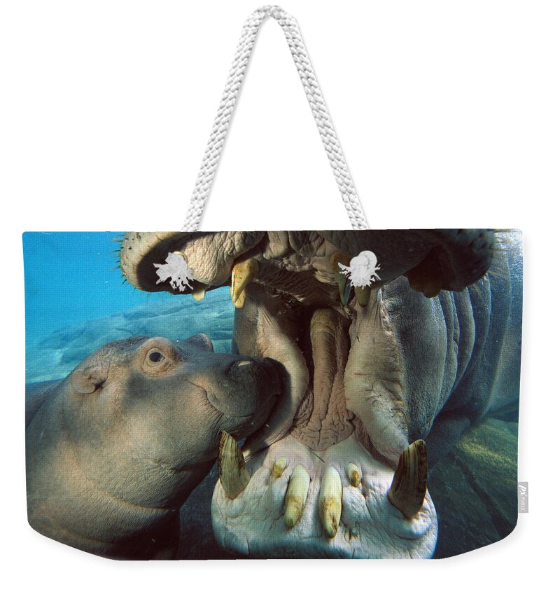 Affection Weekender Tote Bag featuring the photograph East African River Hippopotamus by San Diego Zoo