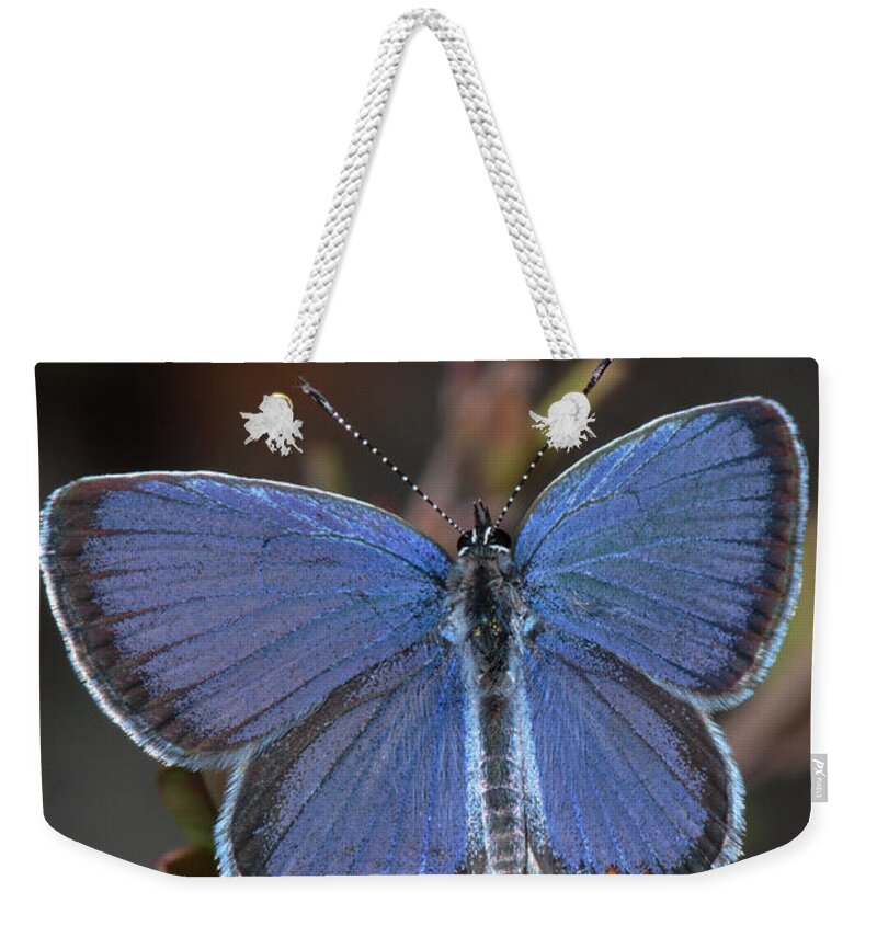 Eastern Tailed Blue Weekender Tote Bag featuring the photograph Eastern Tailed Blue Butterfly by Daniel Reed