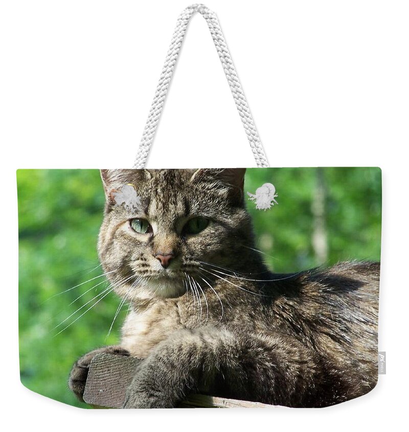 Cat Weekender Tote Bag featuring the photograph Echoe 3 by Kim Galluzzo