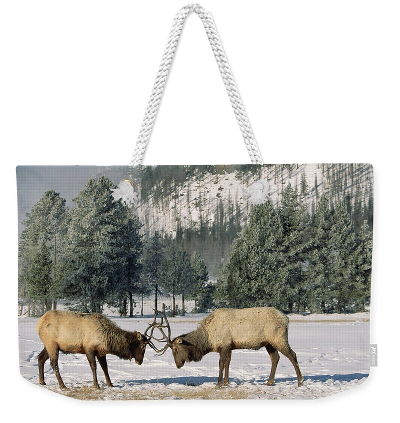 Mp Weekender Tote Bag featuring the photograph Elk Cervus Elaphus Two Males Fighting by Konrad Wothe