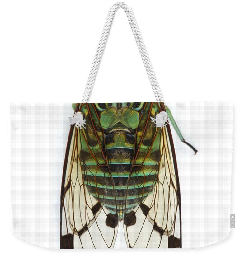 00478966 Weekender Tote Bag featuring the photograph Emerald Cicada by Piotr Naskrecki