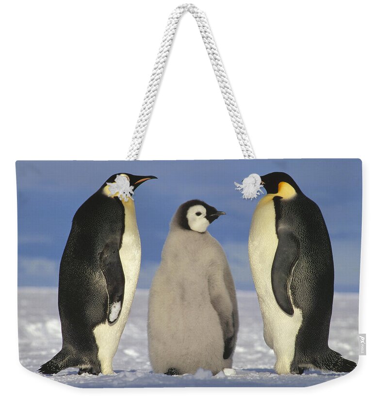 Mp Weekender Tote Bag featuring the photograph Emperor Penguin Aptenodytes Forsteri by Tui De Roy
