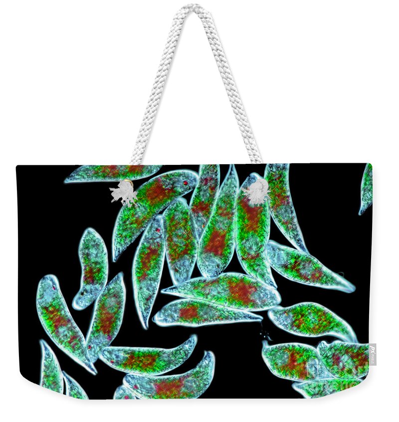 Cells Weekender Tote Bag featuring the photograph Euglena Rubra Dic by M I Walker
