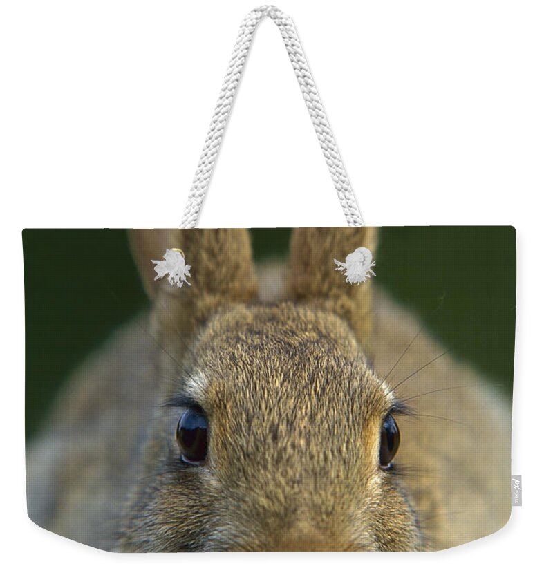 Mp Weekender Tote Bag featuring the photograph European Rabbit Oryctolagus Cuniculus by Cyril Ruoso