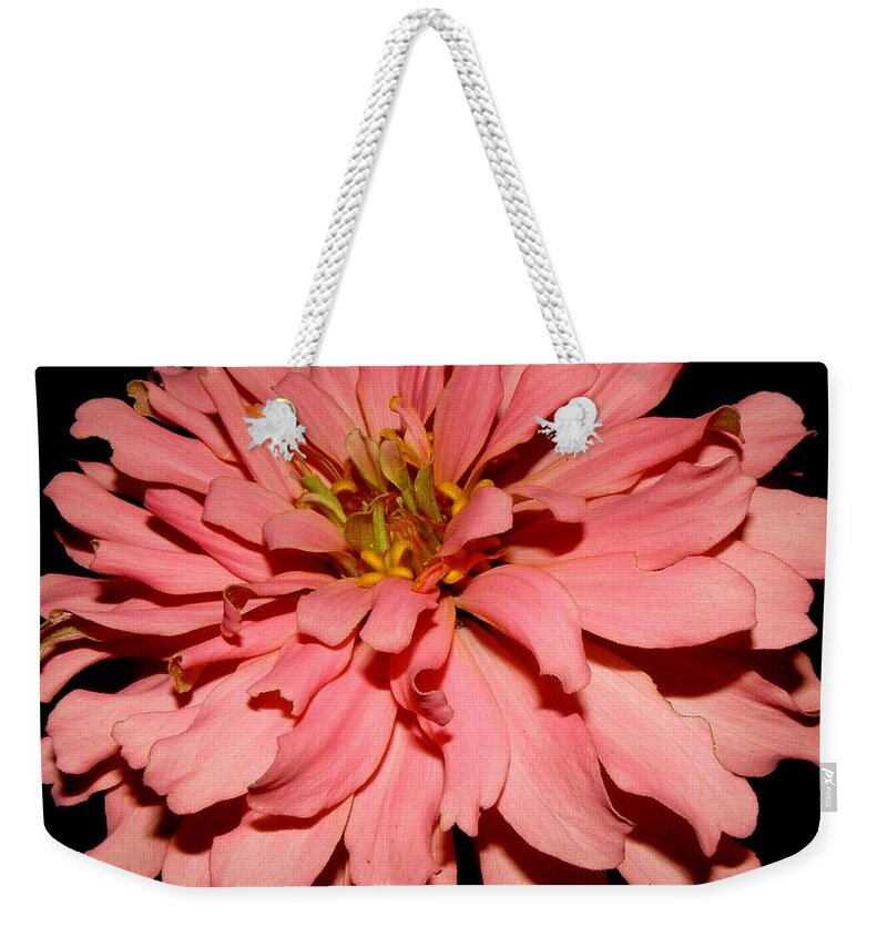 Zinnia Weekender Tote Bag featuring the photograph Even At Night She Shows Beauty by Kim Galluzzo