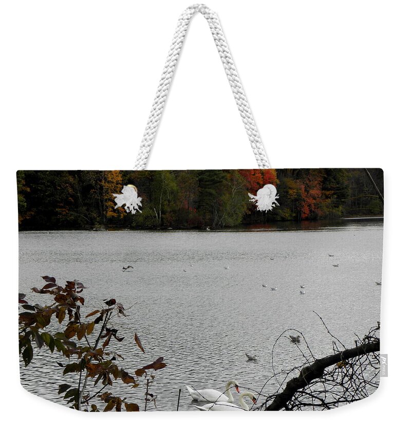 Swans Weekender Tote Bag featuring the photograph Fall Beauties by Kim Galluzzo